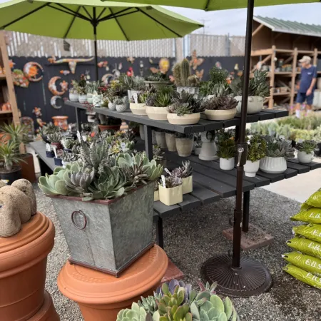 Outdoor display of potted succulents under green umbrellas at a nursery with gravel ground and gardening supplies.