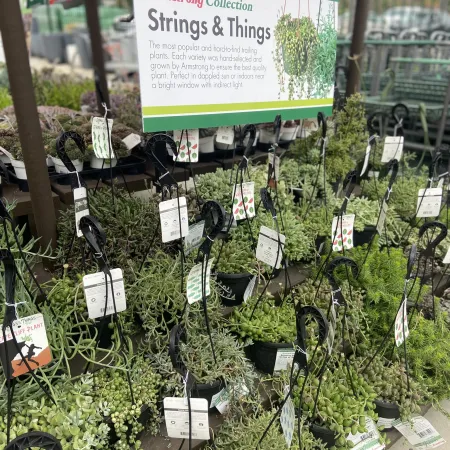 Display of hanging String and Things trailing plants with informational sign at garden center