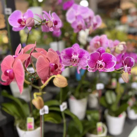 Pink and purple orchids in white pots displayed in a greenhouse with blurred background.