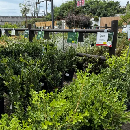 Green leafy potted shrubs displayed outdoors at a garden center with plant price tags and signs.
