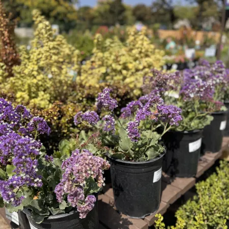Rows of purple and yellow flowering plants in black pots at an outdoor garden center on a sunny day