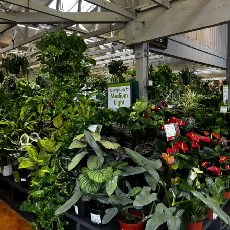 Indoor garden center display featuring a variety of medium light houseplants in pots under a glass roof.
