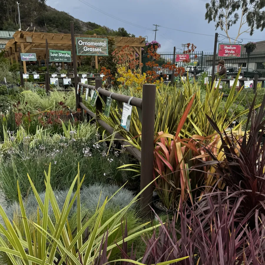 Garden center displays various ornamental grasses, shrubs, and perennials under an overcast sky with wooden fencing.