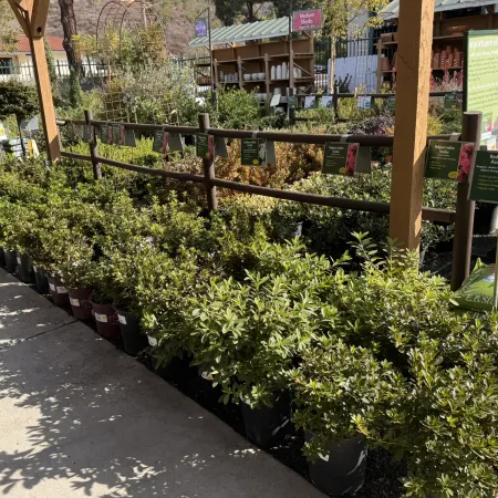Rows of lush green shrub plants in pots displayed outdoors at a nursery under sunlight.