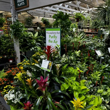 Indoor garden center with diverse houseplants labeled as air purifying under natural light in wooden structure.