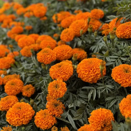 Close-up of vibrant orange marigold flowers densely planted with green leaves outdoors.