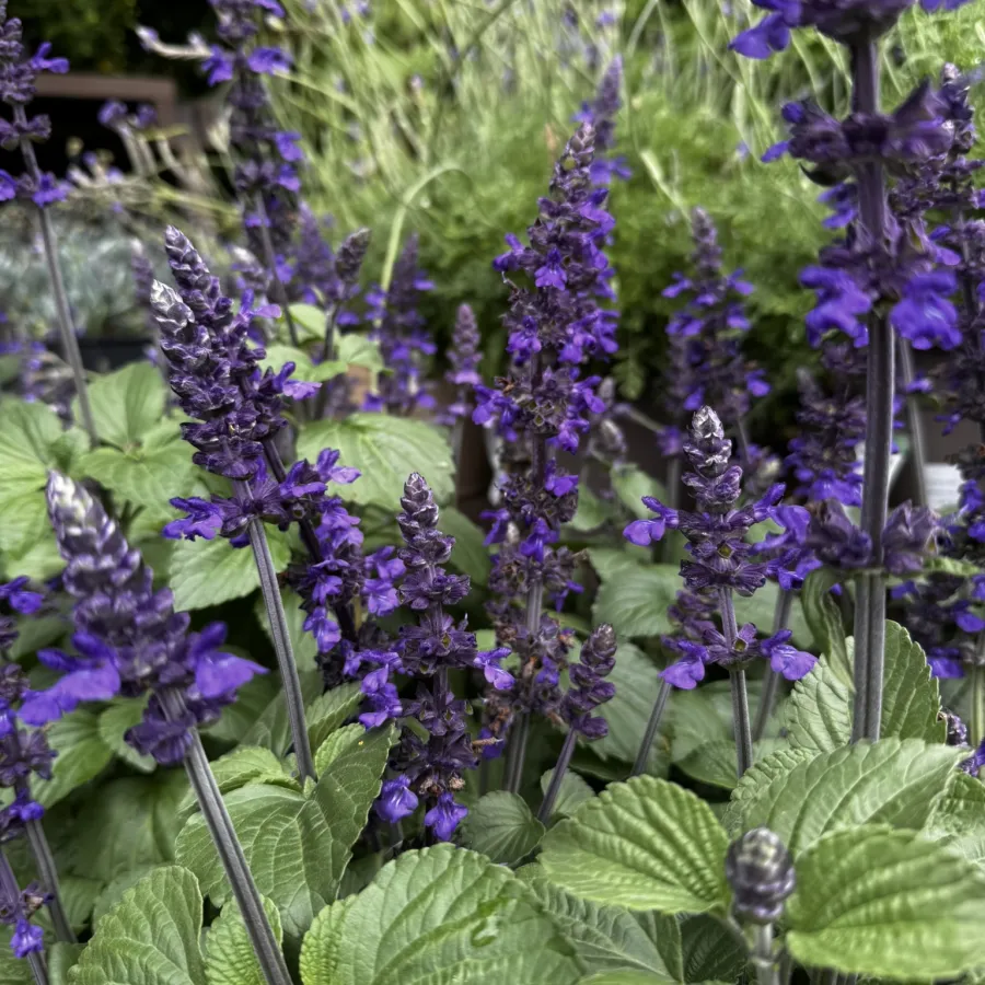Close-up of vibrant purple salvia flowers with green leaves in a lush garden setting on a sunny day.