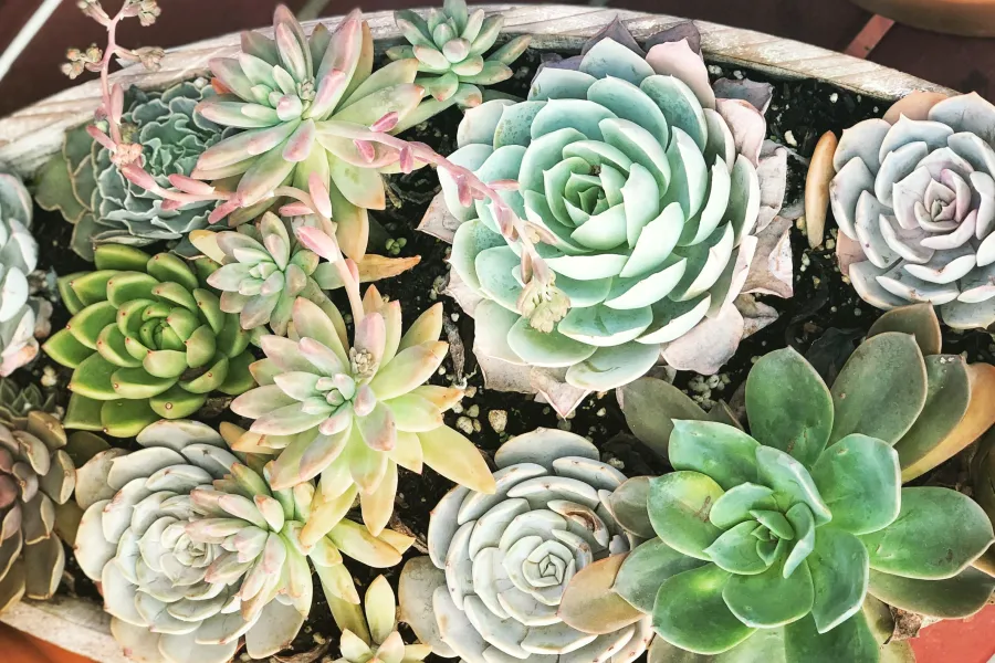 a pot of succulents