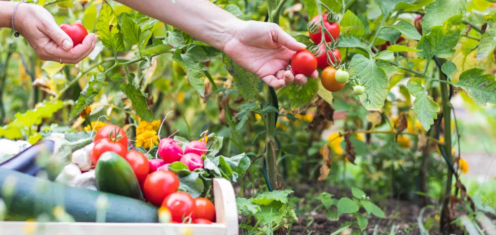 a hand picking tomatoes from a vine