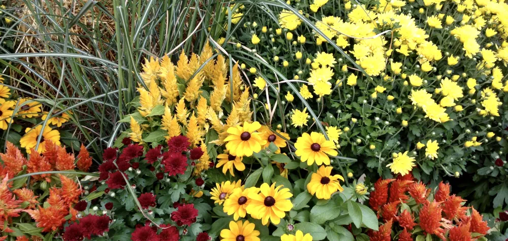 Fall garden with mums, rudbeckia and ornamental grass