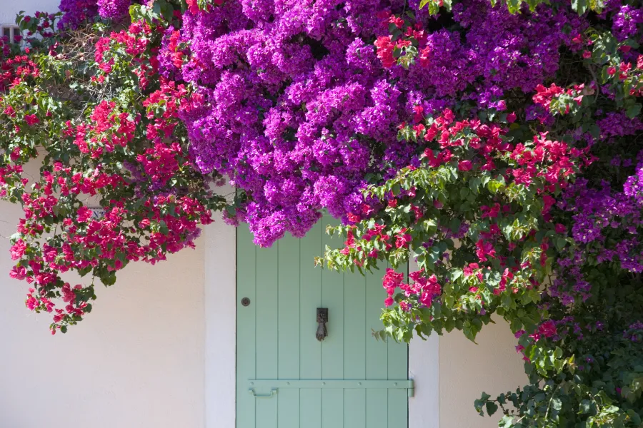 bougainvillea in front of door
