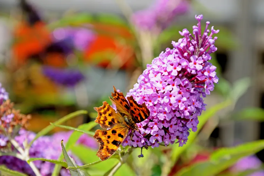 a butterfly on buddleja