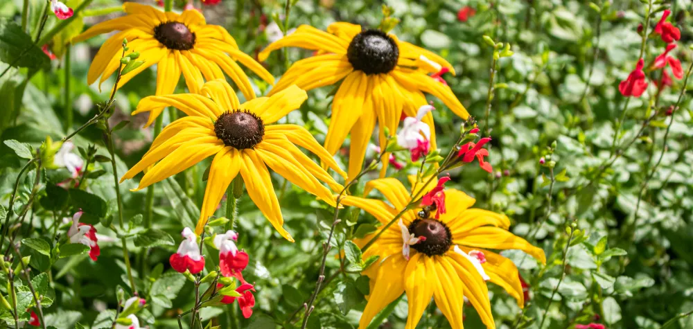 garden with blooming rudbeckia and salvia hot lips