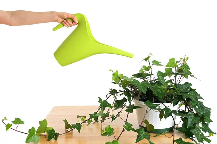 watering plant on a table