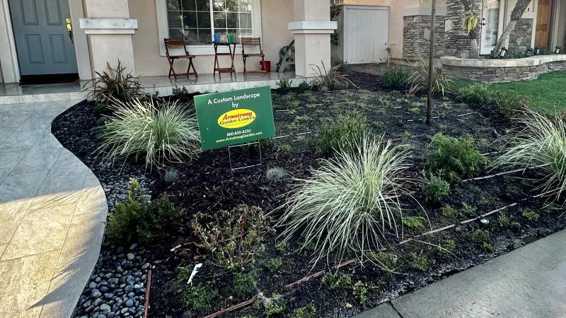 This design features Myoporum ground cover as a drought tolerant lawn substitute