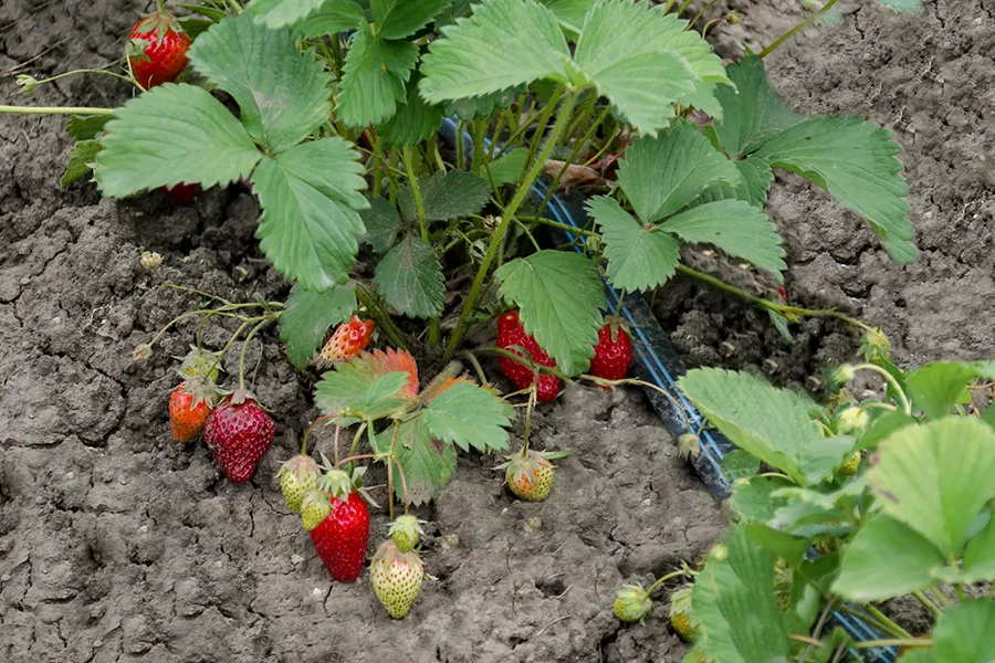 a close up of a green plant
