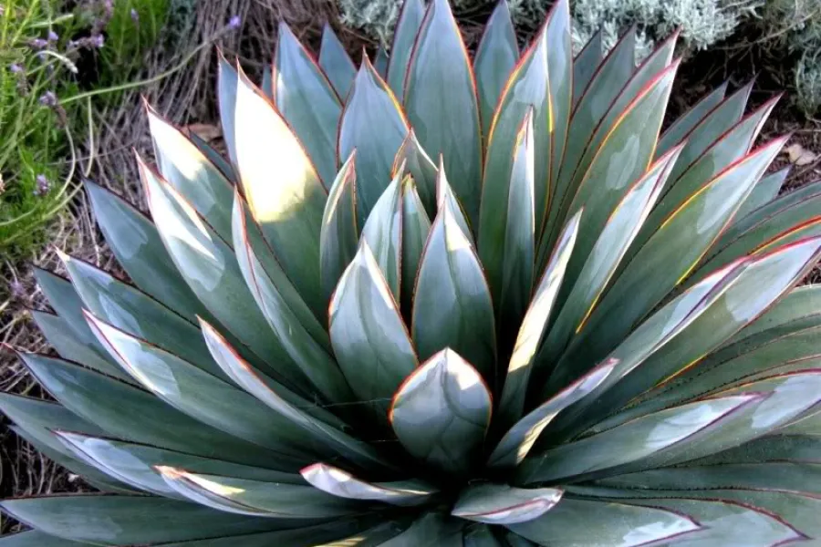 Agave blue glow succulent in California landscape