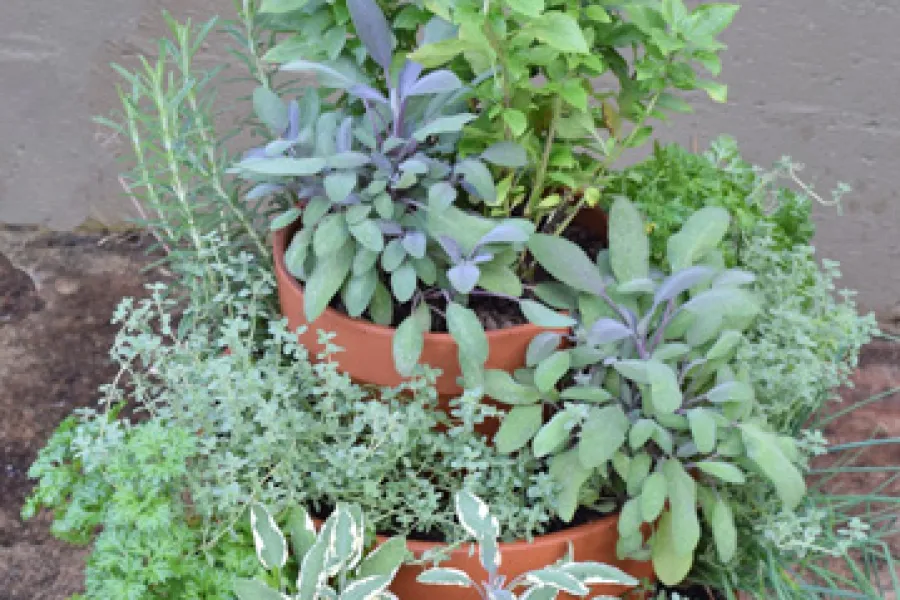 herb tower garden