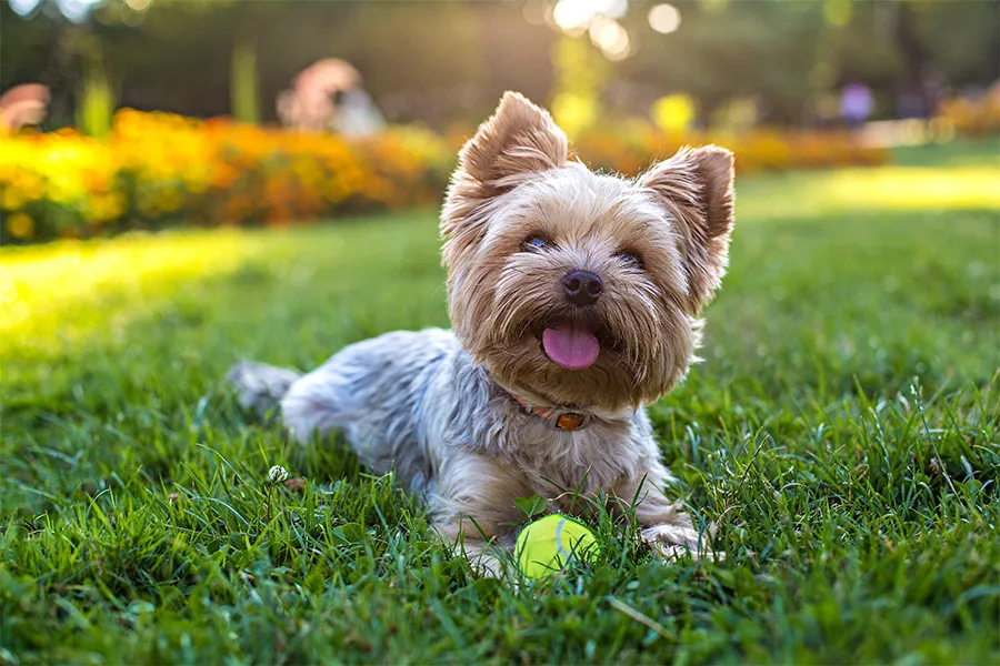 a brown and white dog carrying a frisbee in its mouth