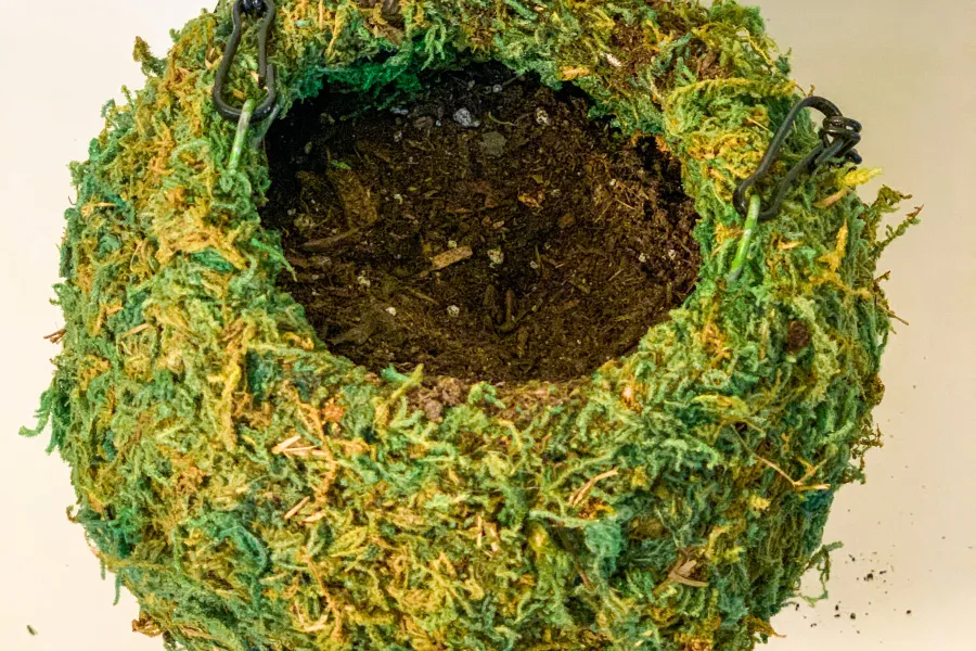 Kokedama ball filled with potting soil