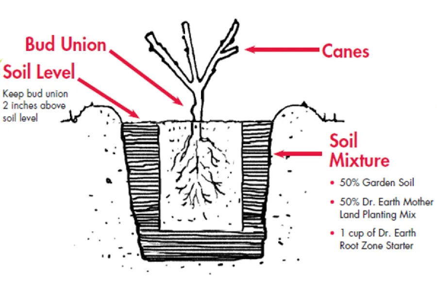diagram of planting a container rose