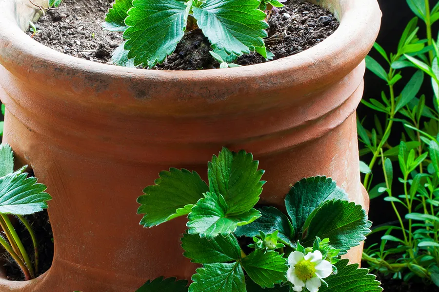 Strawberry plants in a strawberry pot