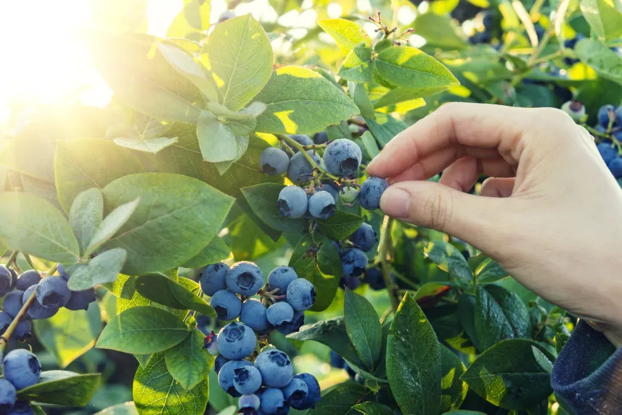 a hand picking blue berries from a bush