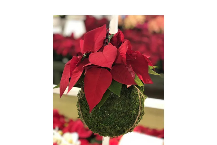 red poinsettia planted in a kokedama moss ball