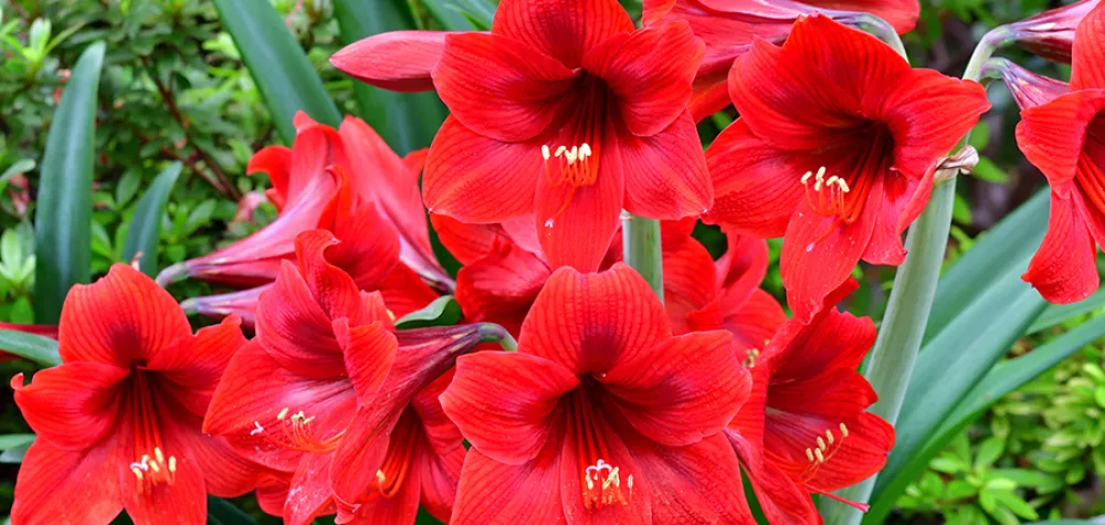 red amaryllis flowers