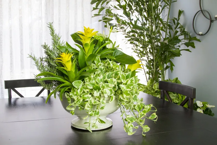 houseplants on a kitchen table with yellow bromeliad and ivy