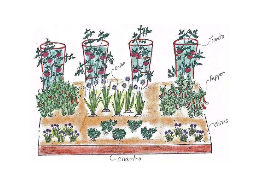 Victory Garden Planting Diagram with tomatoes, peppers, onions, chives and cilantro
