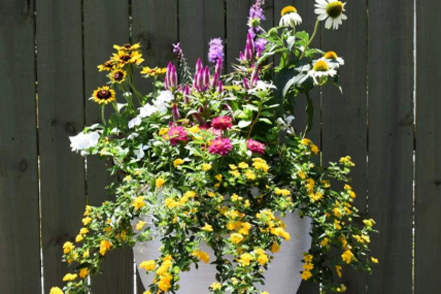 a pot of flowers