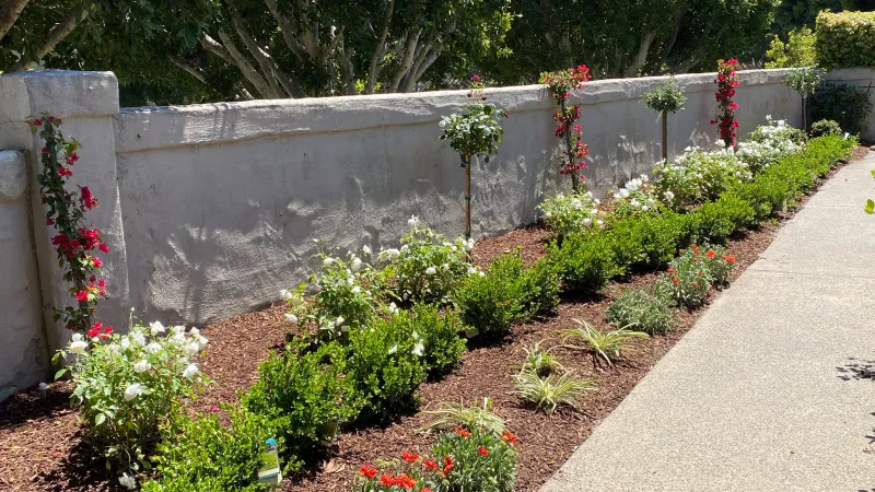 A formal landscape bed featuring iceberg roses and Japanese boxwoods
