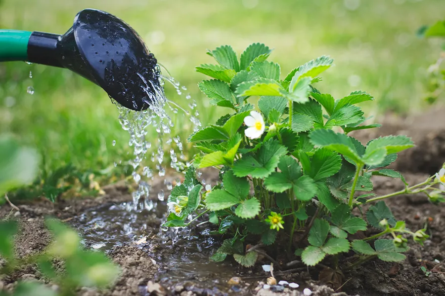 a bird sitting on grass