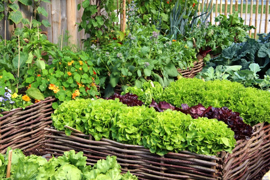 lettuce in raised beds