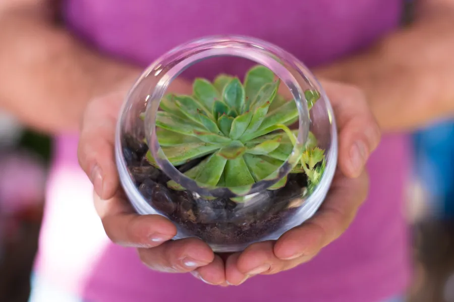 a person holding a succulent