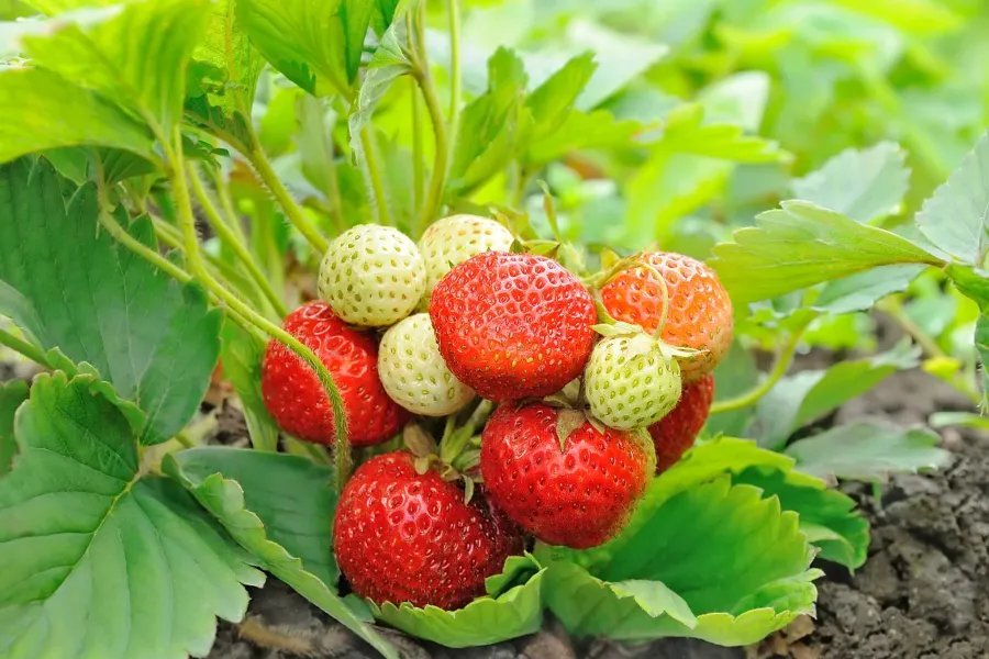 strawberry plant with ripe strawberries ready to harvest