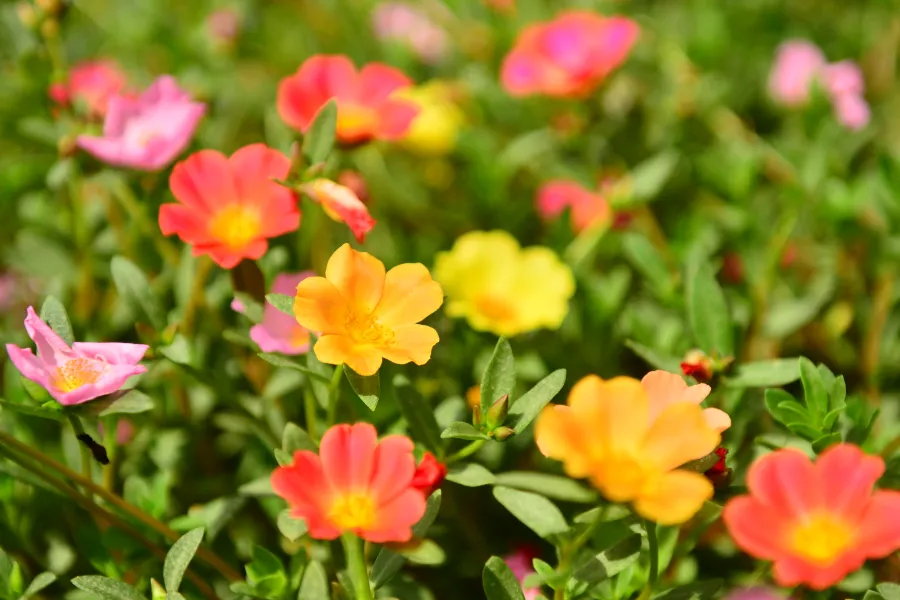 portulaca