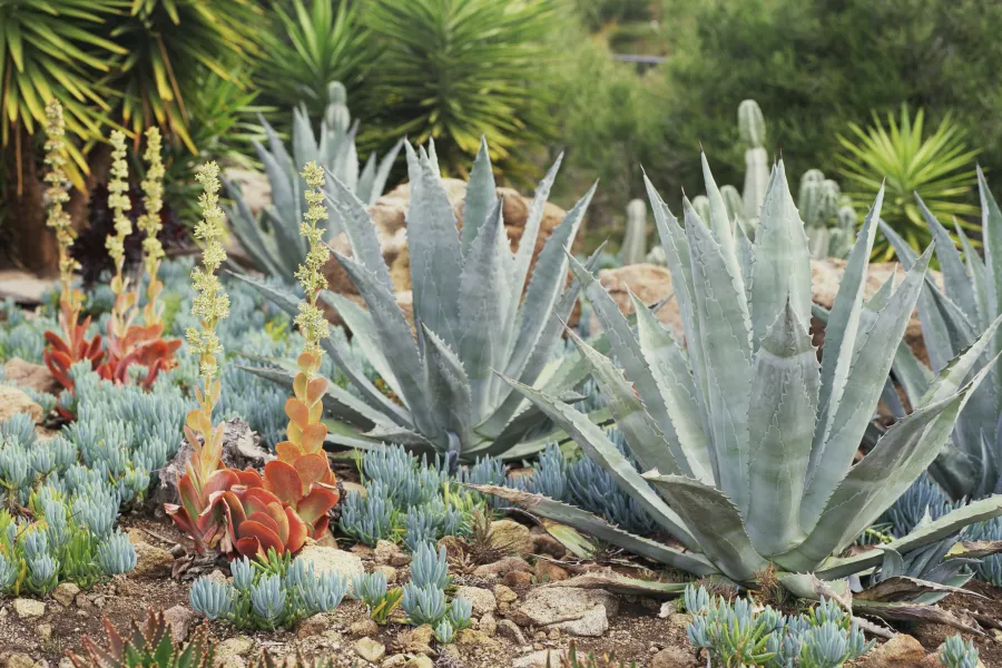succulent landscape
