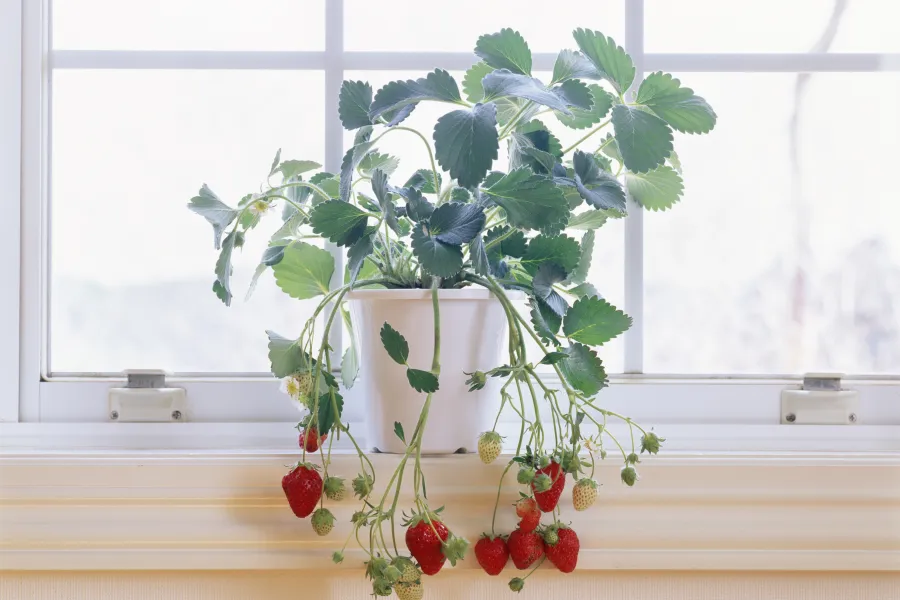 strawberries in pot on windowsill