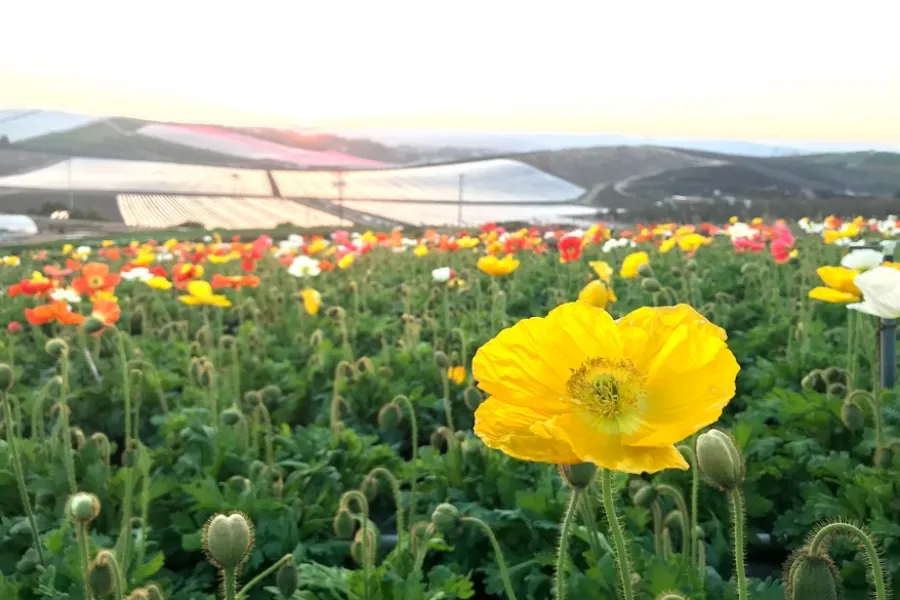 a yellow flower in a field