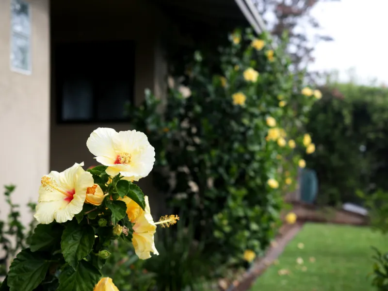 landscape with yellow blooming flowers