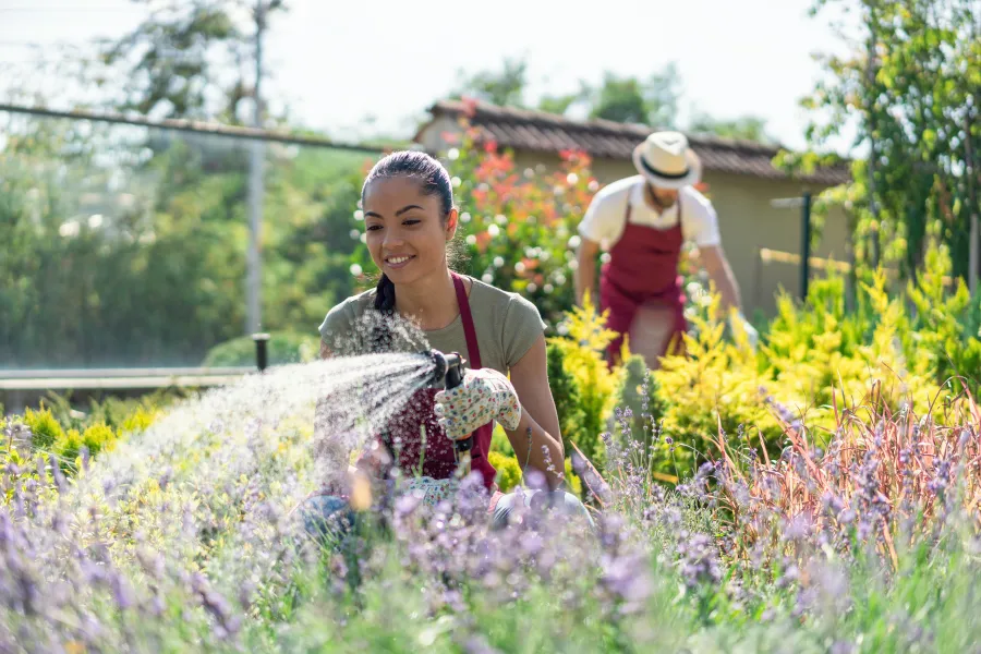watering lavender