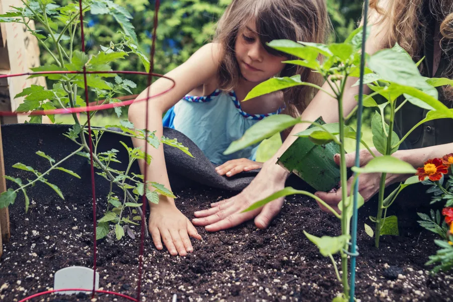 patting tomatoes in soil