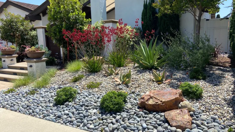 Colorful kangaroo paws (Anigozanthos) provide color, and varied rock textures and boulders provide a drought tolerant front landscape. 