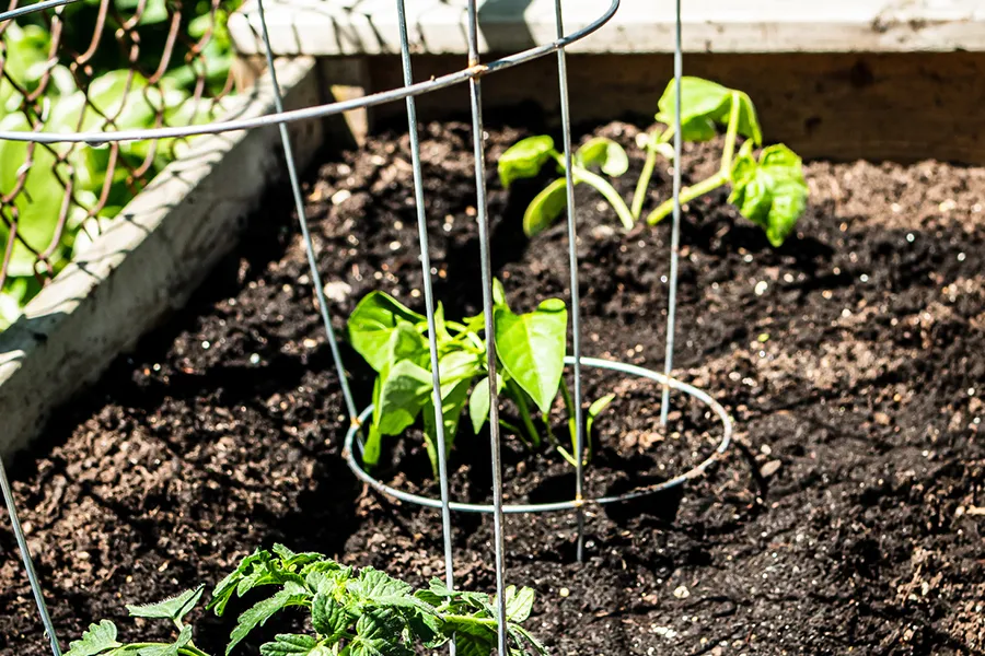 tomato cages