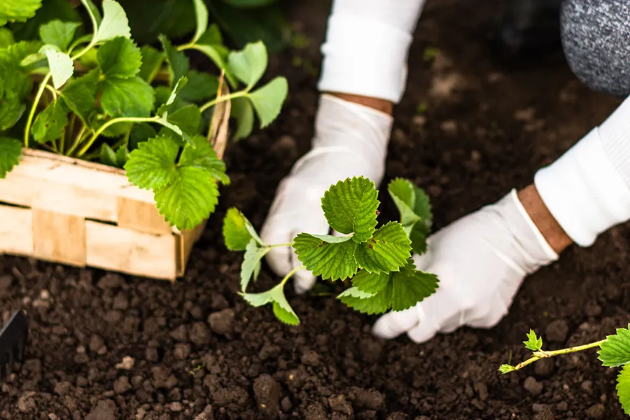 a close up of a green plant