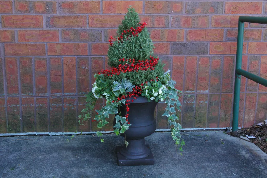 Rosemary topiary in black urn with red berries, ivy, panies and dusty miller