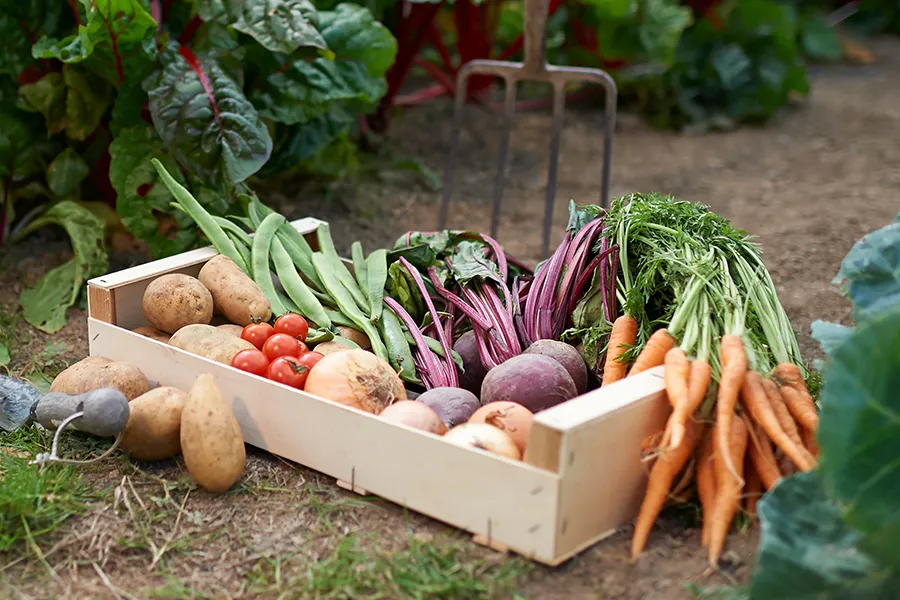 crate of vegetables: carrots, turnips, potatoes, tomatoes, leeks, kale