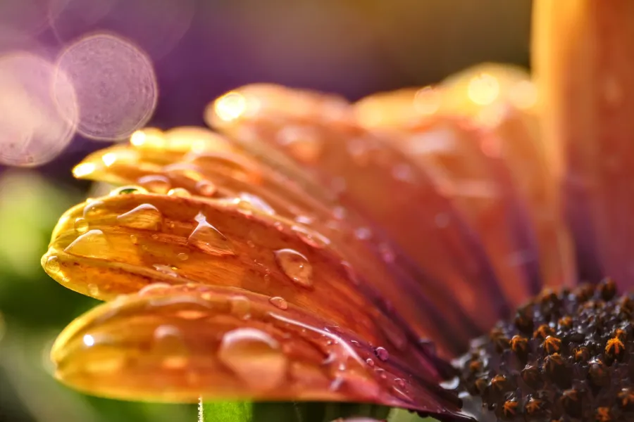 a close up of a flower